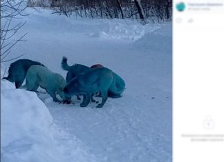 В Дзержинске собаки окрасились в голубой цвет