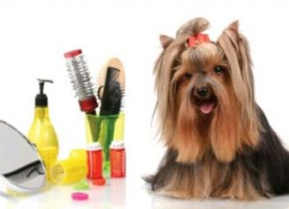 Стрижка собак: неотъемлемая часть обязательного ухода за шерстяным покровом домашнего питомца