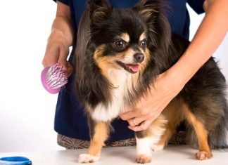 Уход за породистой собакой