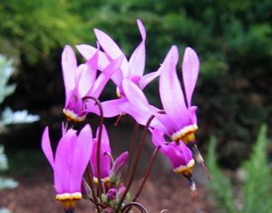 Додекатеон: растение для дома, сада и дачи