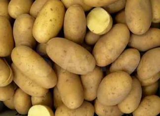 Картофель Королева Анна: максимум вкуса