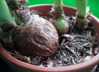 Какой должна быть луковица амариллиса?