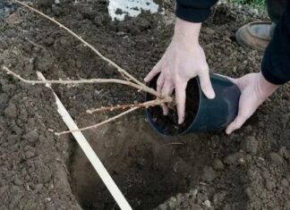 Как правильно сажать смородину: выбор и подготовка саженцев
