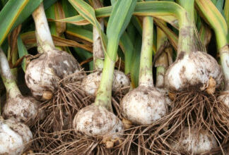 Детки чеснока Рокамболь: посадка и уход