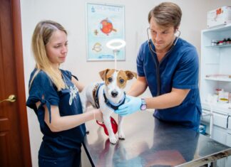 Какие услуги должны оказывать ветеринарные клиники?