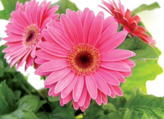 Гербера: символ чистоты и верной любви