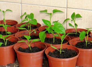 Выращивание рассады перца: тонкости ухода