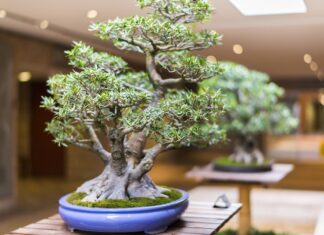 Дерево бонсай: правила применения в дизайне