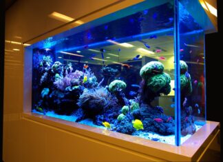 Нужен ли фильтр в аквариуме?