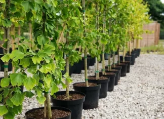 Рекомендации по выбору саженцев