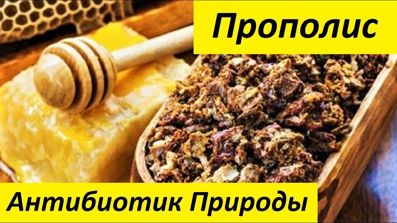 Полезные свойства пчелиного прополиса
