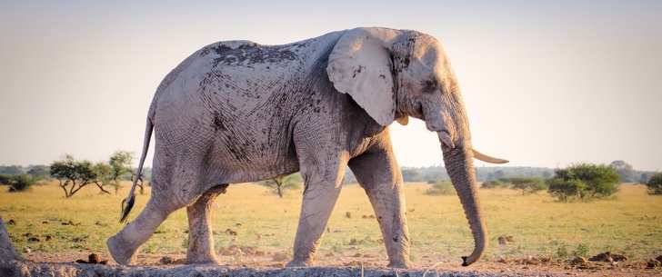 
Перед кем испытывает страх самое большое животное в мире — слон                