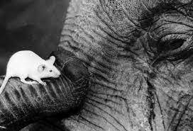 
Перед кем испытывает страх самое большое животное в мире — слон                