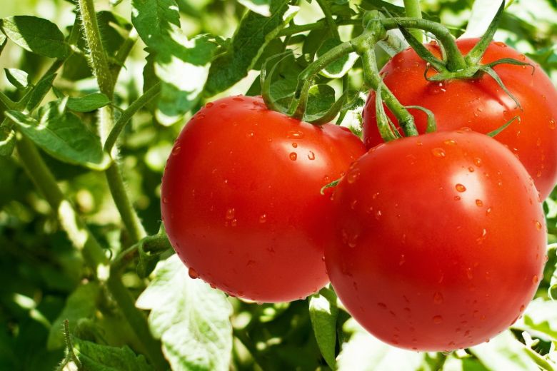 
Лунный календарь подскажет, когда сеять томаты на рассаду в 2023 году                