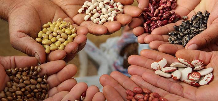 
Экономно и урожайно: как выбрать хорошие и недорогие семена для дачи                
