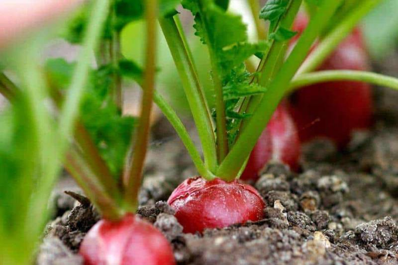
Для шикарного урожая: чем подкормить редис весной                