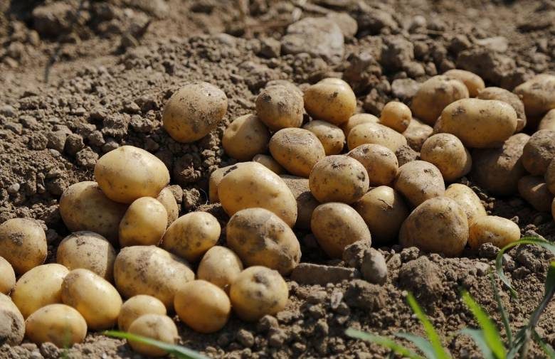
Когда по календарю посадки можно сажать картофель разных сортов в 2023 году                