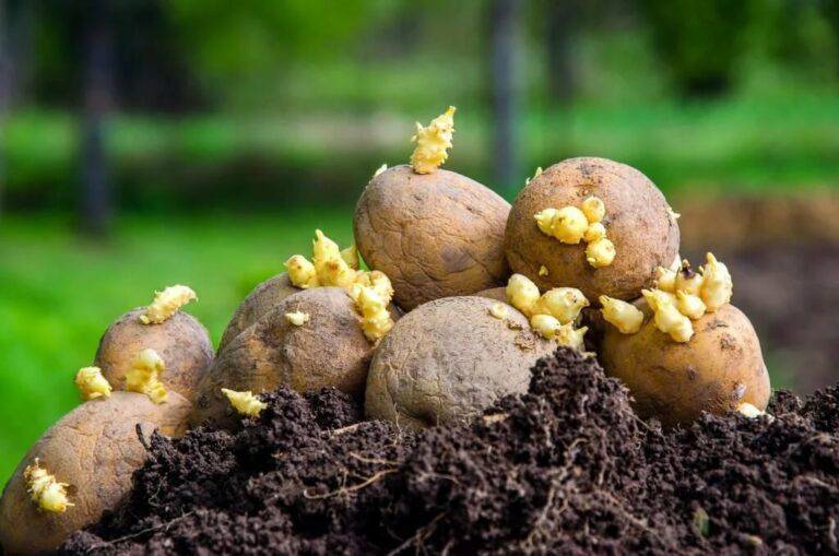 
Для богатого урожая: какое удобрение использовать при посадке картофеля                