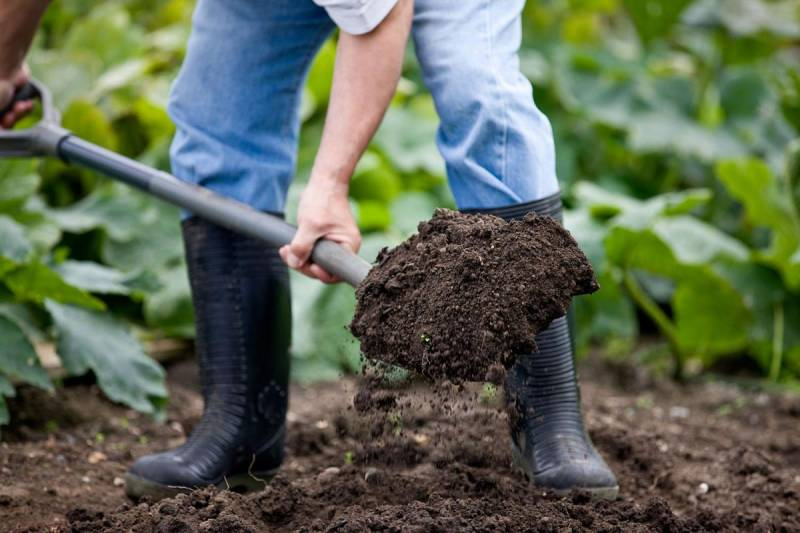 
Советы опытных садоводов: чем подкормить садовую клубнику                