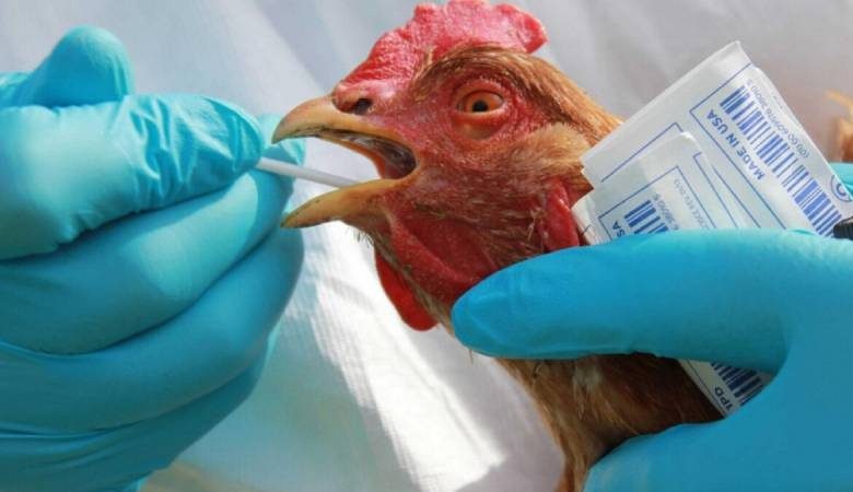 
Как не «поймать» птичий грипп с высоким процентом летальности, рассказал врач                