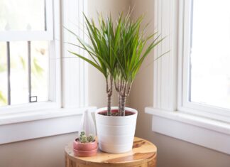 Почему драцены так популярны?