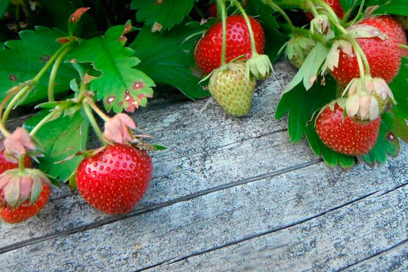 
Полезные свойства земляники: как ее правильно хранить и кому ягоды нельзя есть                