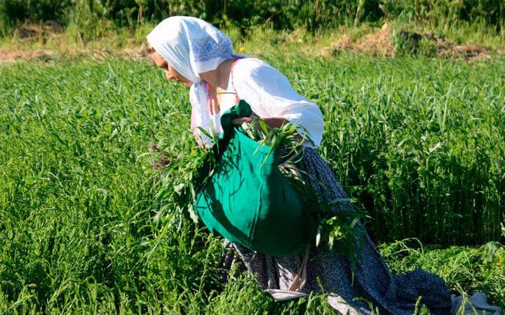 
Церковный праздник святого Илариона Нового и народный Ларион Пропольник 19 июня 2023 года: что можно и нельзя делать                