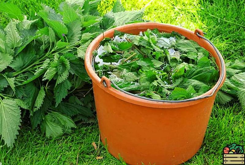 
Удобрение из крапивы: естественная подкормка для вашего огорода                