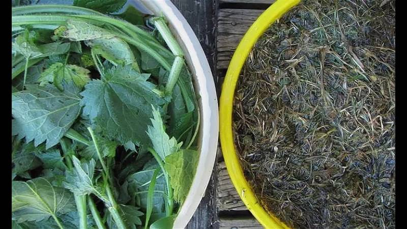
Удобрение из крапивы: естественная подкормка для вашего огорода                