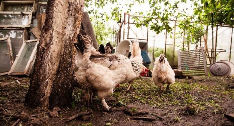 
Секреты хорошего удобрения: как правильно разводить куриный помет для получения богатого урожая                