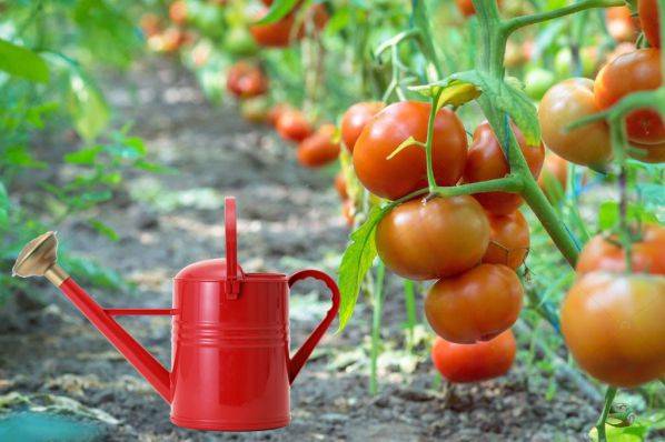 
Никогда так не делайте: как правильно поливать помидоры                