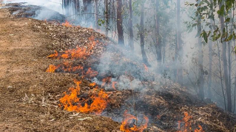 
Что происходит с лесными пожарами в Якутии и на Колыме                