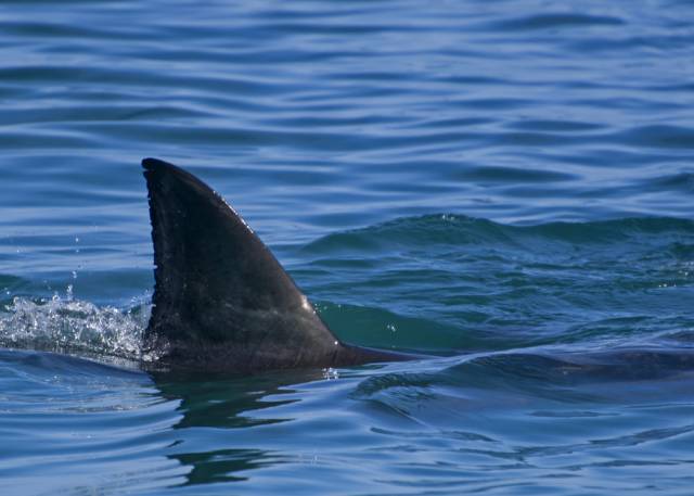 
Насколько опасно отдыхать в Египте после очередного нападения акулы на туристку                