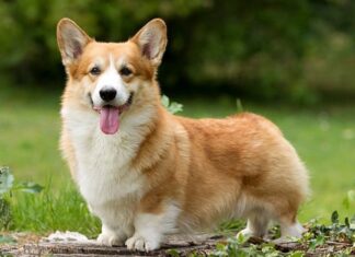 Корги: одна из самых дружелюбных пород собак