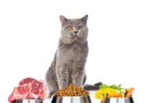 Какой корм выбрать для кошки?