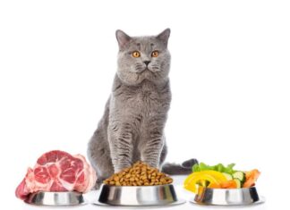 Какой корм выбрать для кошки?