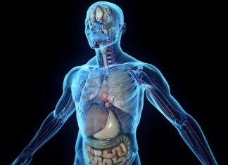 Что изучает анатомия человека?