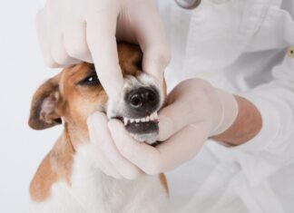 Когда требуется удаление зубов у животных