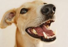 Зачем вашему питомцу может понадобиться рентген зубов?