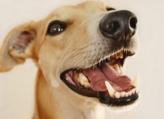 Зачем вашему питомцу может понадобиться рентген зубов?