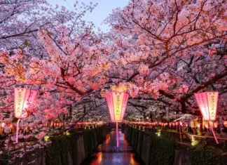 Сезон цветения сакуры в Японии: особенности путешествия